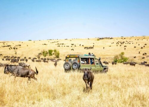 4-Day Budget Safari: Explore Lake Nakuru & Maasai Mara