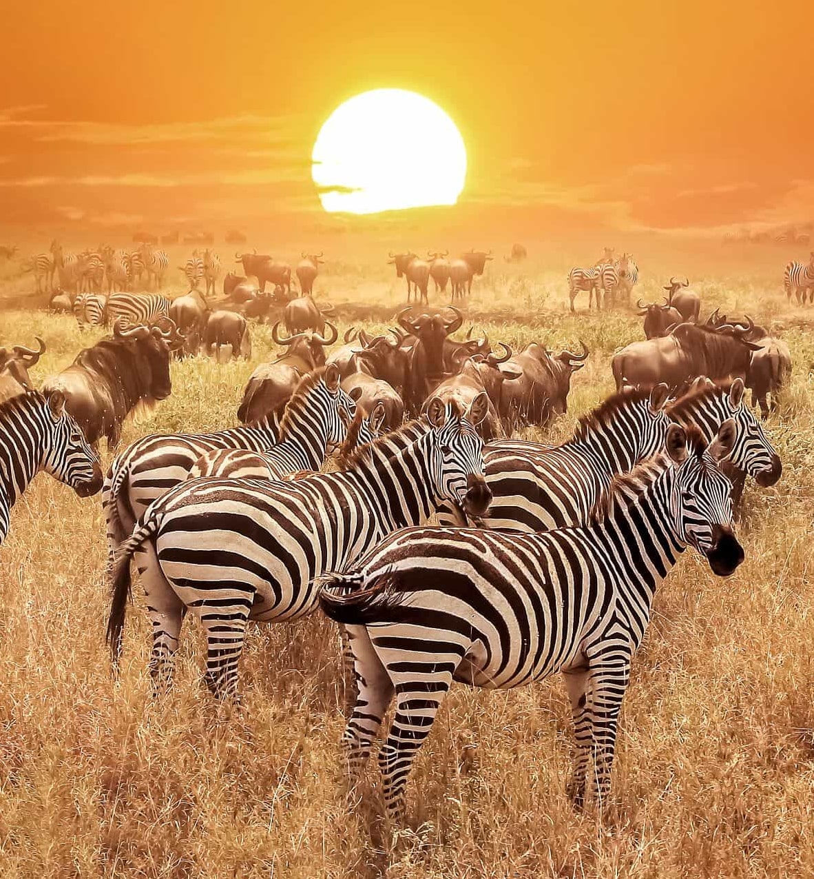 A herd of zebras at sunset on safari