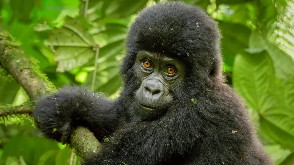 Rwanda