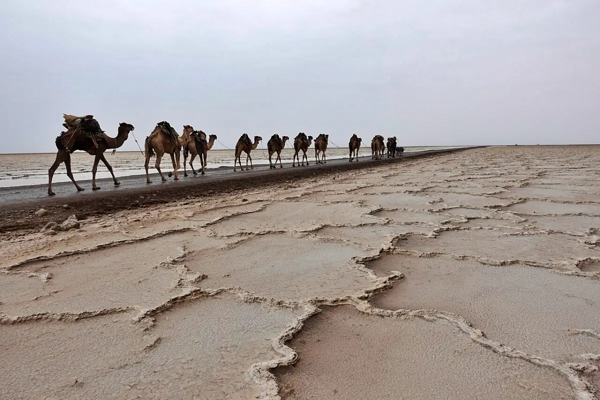Camel caravan crossing the Danakil Depression