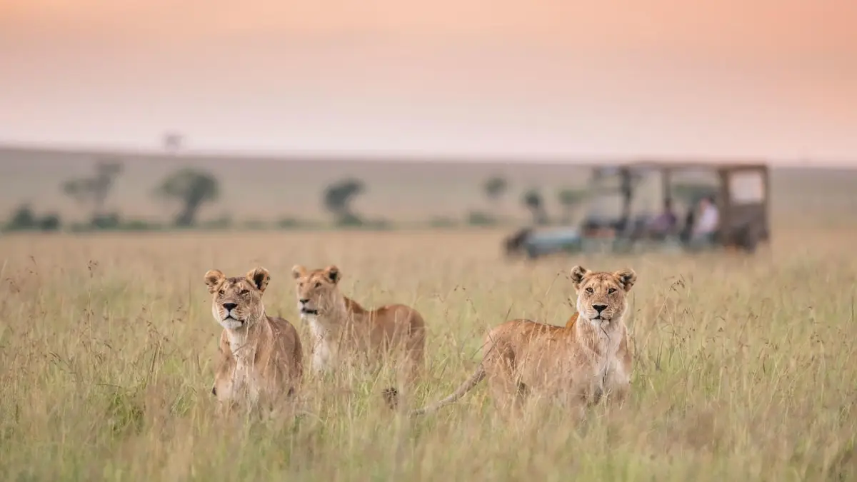 Maasai Mara, Lake Nakuru, Lake Naivasha and Amboseli Safari