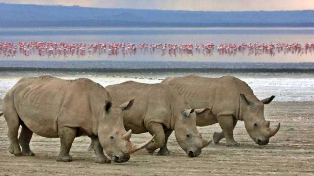 Kenya Safari Adventure: Masai Mara & Lake Nakuru Experience