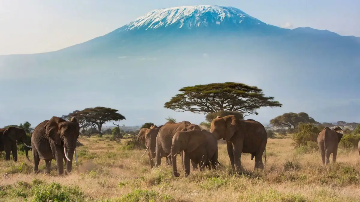 The Ultimate Kenya Bush & Beach Journey