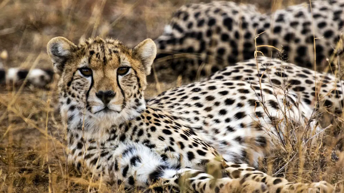 Samburu and Ol Pejeta Safari