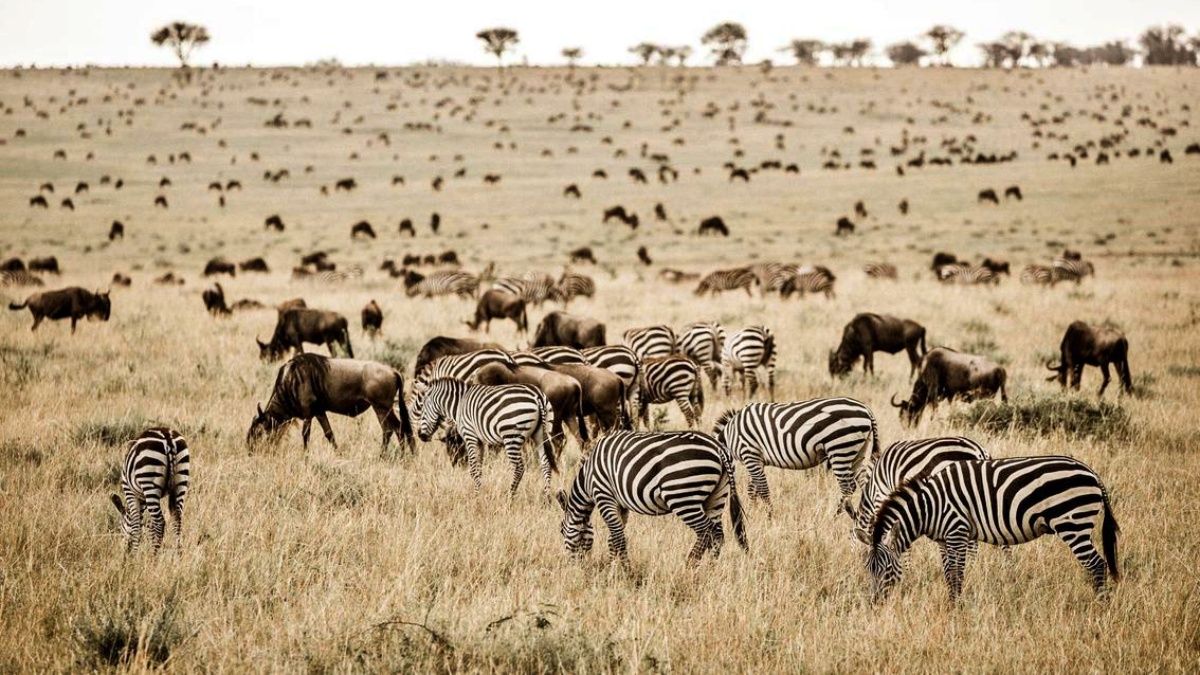 Explore Lake Nakuru and Maasai Mara Safari