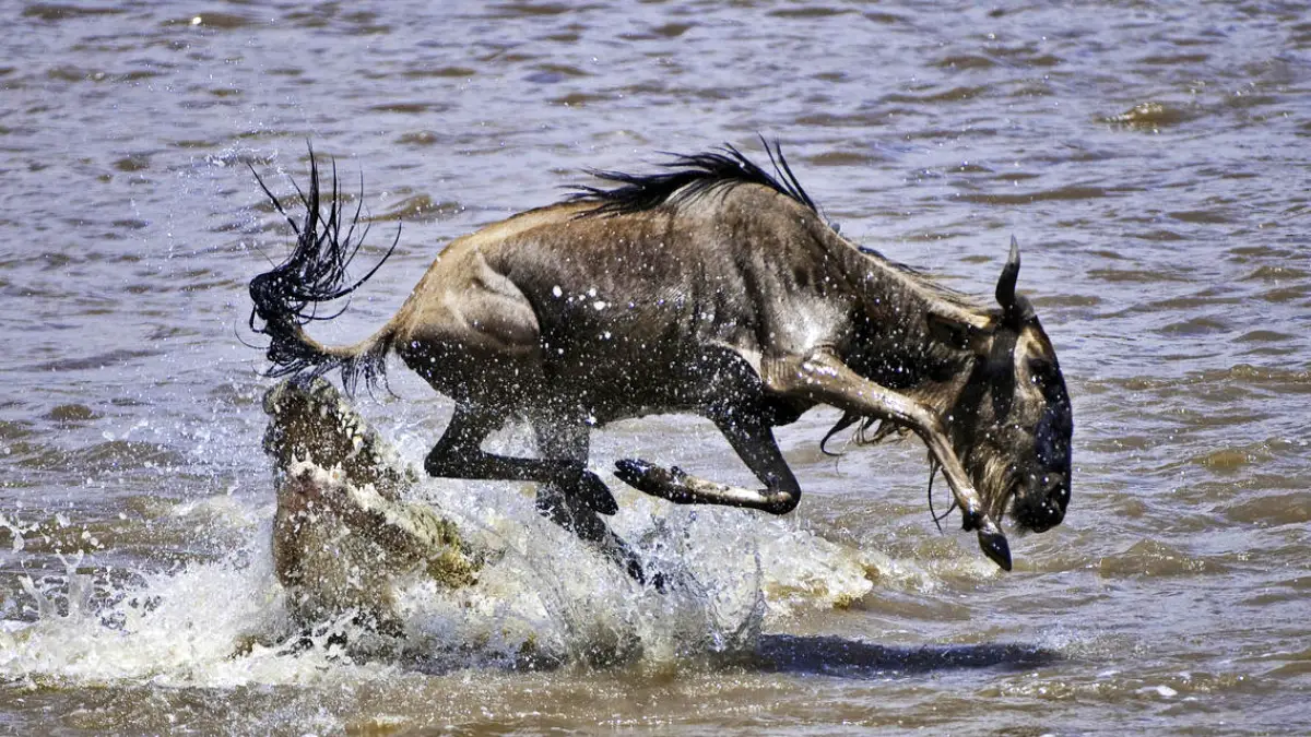 Kenya Safari Adventure: Masai Mara & Lake Nakuru Experience