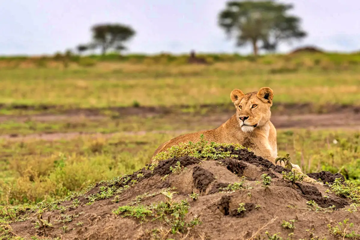7-Day Luxury Tanzania Safari