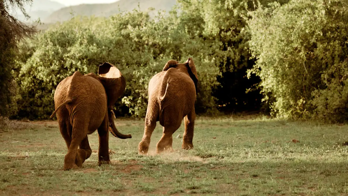 Kenya Luxury Comforts Safari