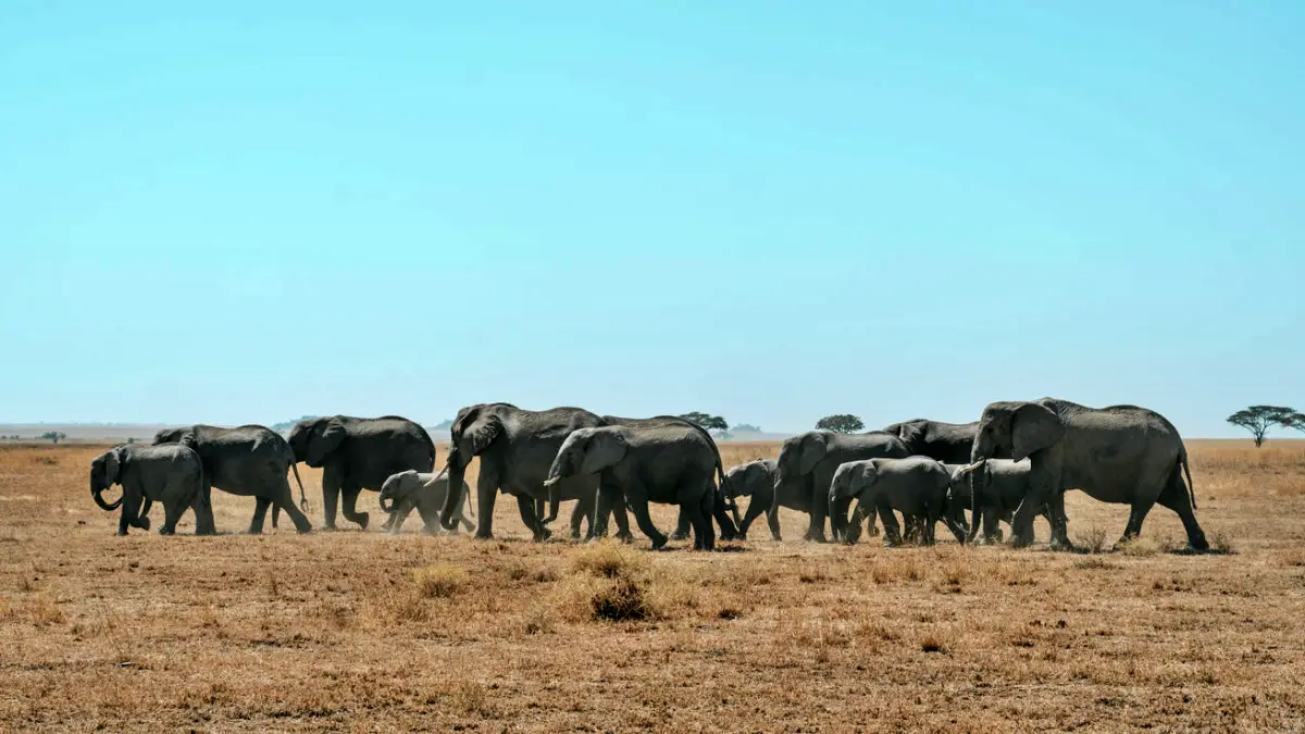 Exclusive Maasai Mara And Serengeti Luxury Flying Safari