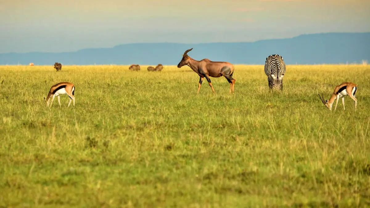 Mara Serena Flying Safari Package