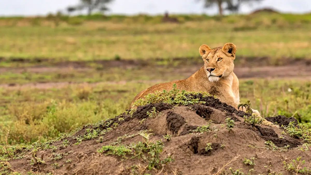 Ultimate Kenya And Tanzania Safari