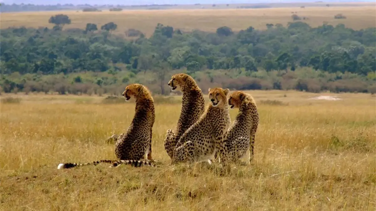 Sarova Mara Flying Safari Package