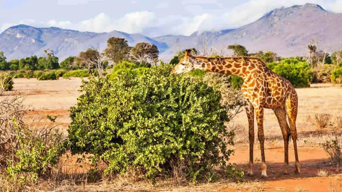 The Ultimate Kenya Bush & Beach Journey