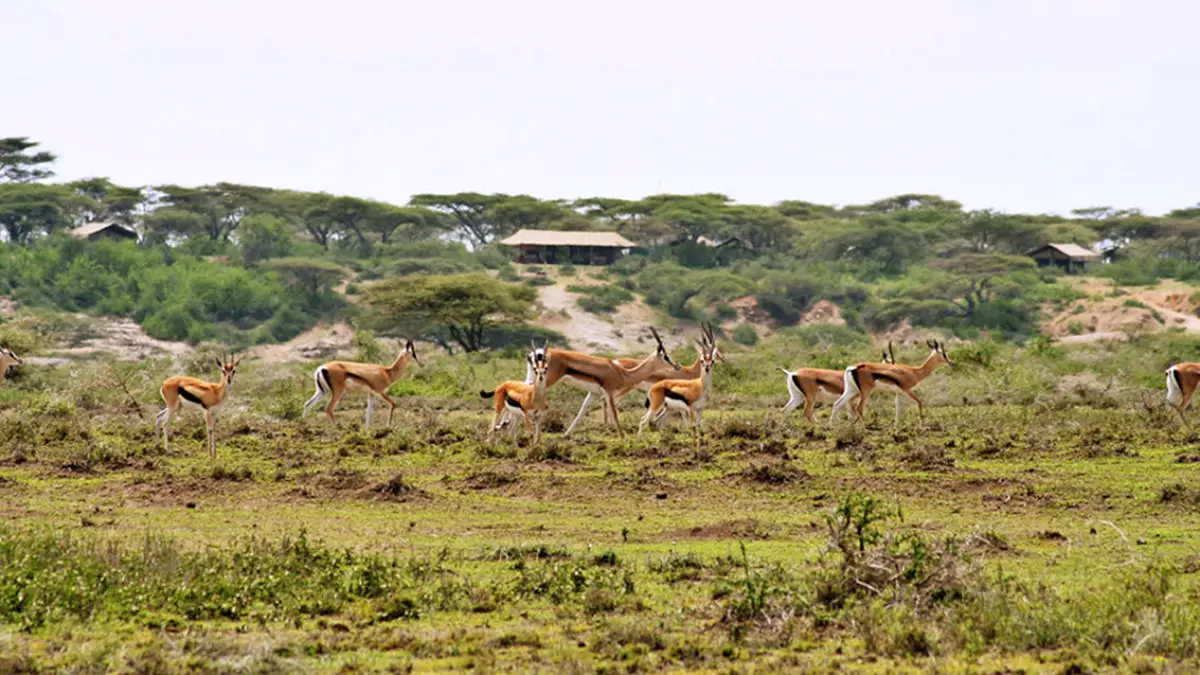 Unforgettable Tanzania Wildlife Safari