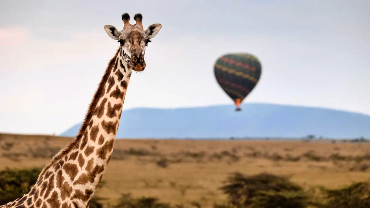 Mara Serena Flying Safari Package