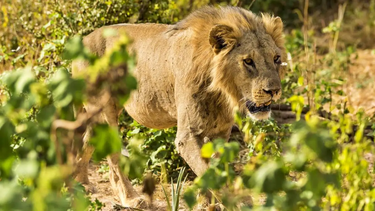 Kenya Wildlife Adventure Safari