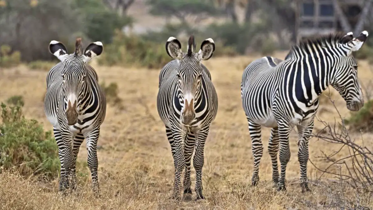 Kenya Wildlife Adventure Safari