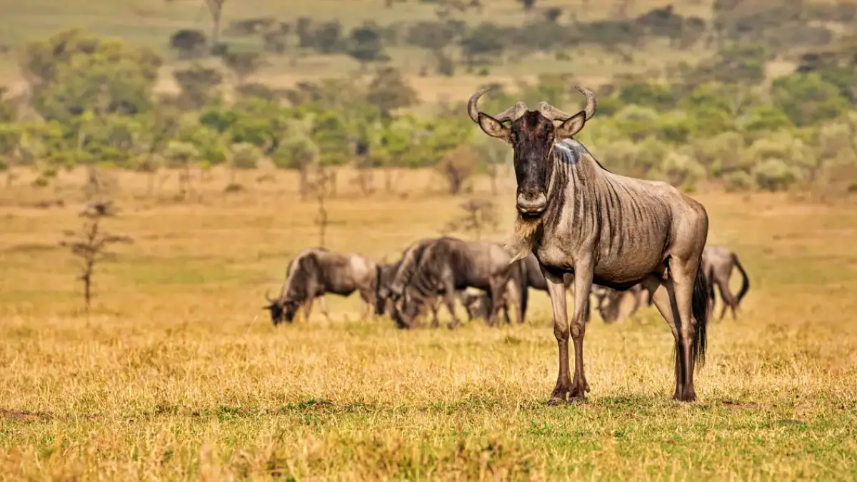 Maasai Mara Safari And Kilimanjaro Hiking Adventure