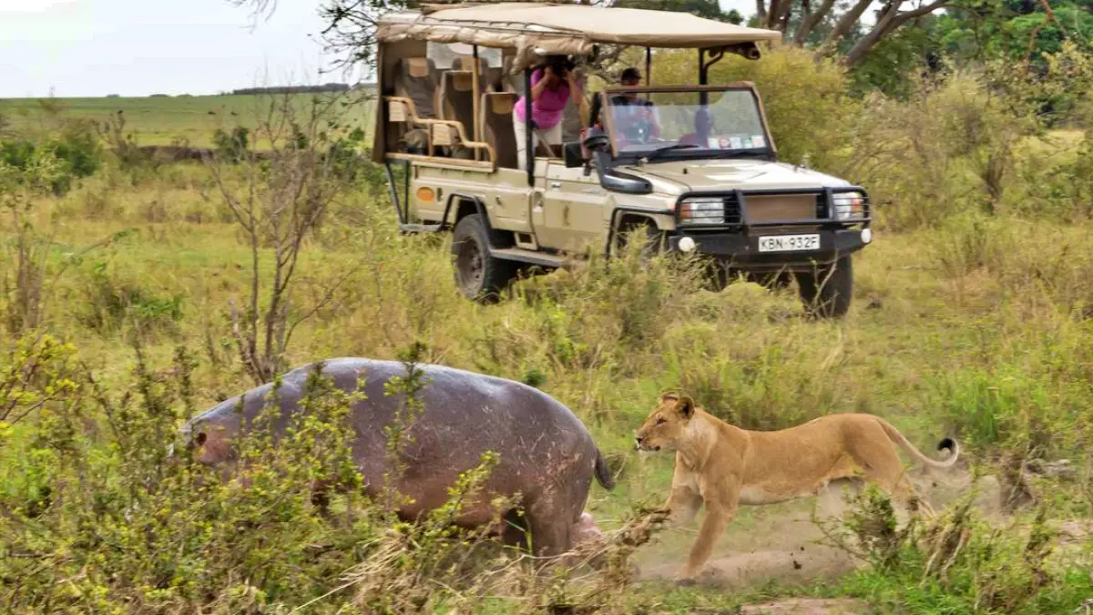 Best of Masai Mara, Lake Naivasha And Amboseli Safari Adventure