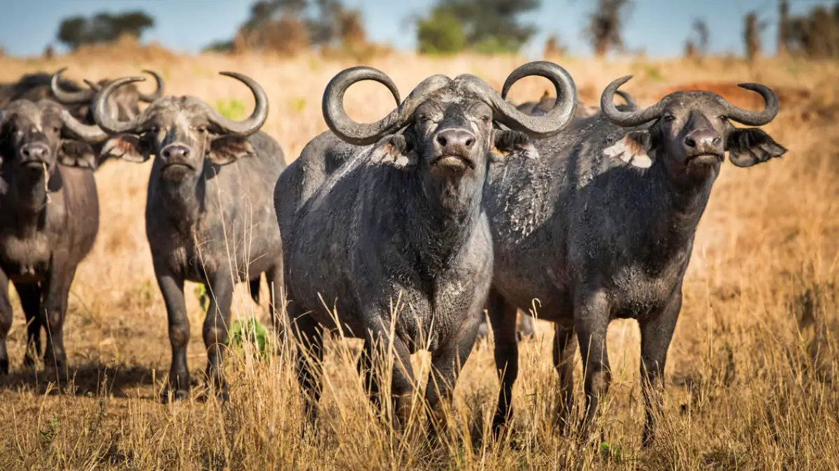 Luxury Tanzania Safari
