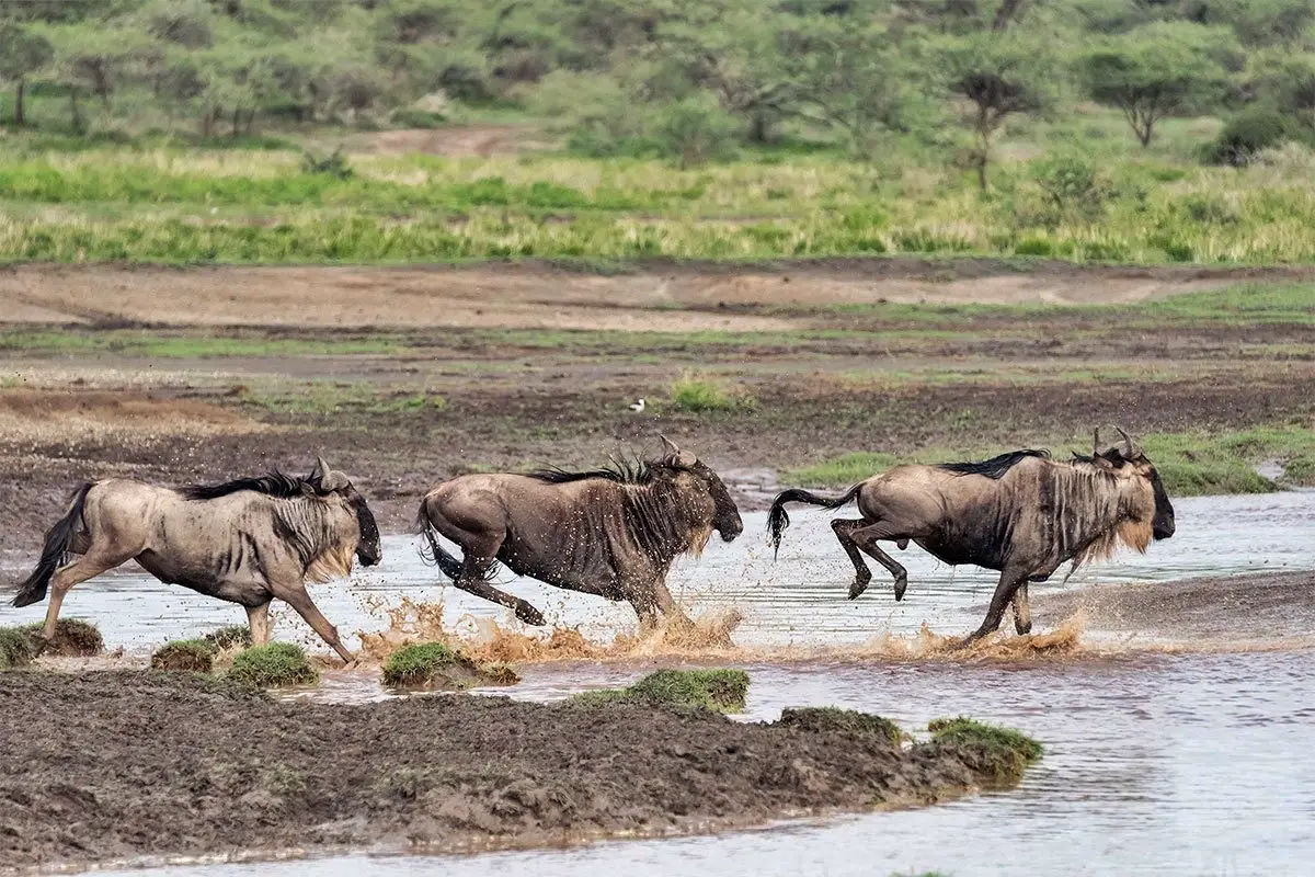 5-Day Ultimate Ndutu Migration Safari – Witness the Great Wildebeest Calving & Predator