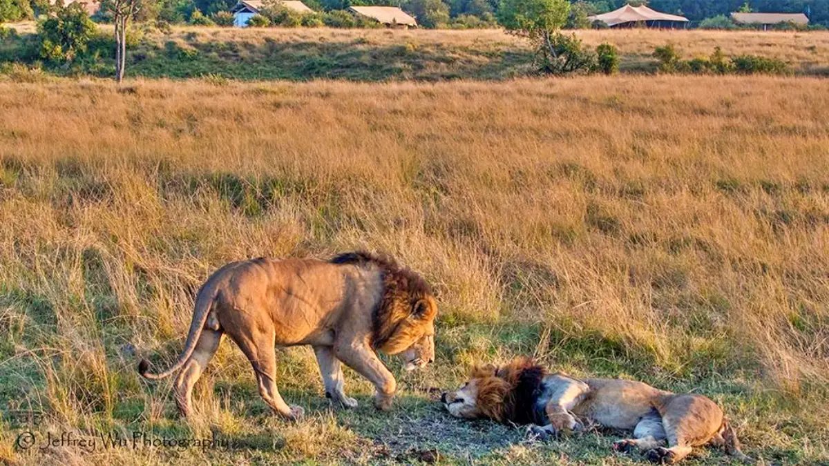 Best of Masai Mara, Lake Naivasha And Amboseli Safari Adventure