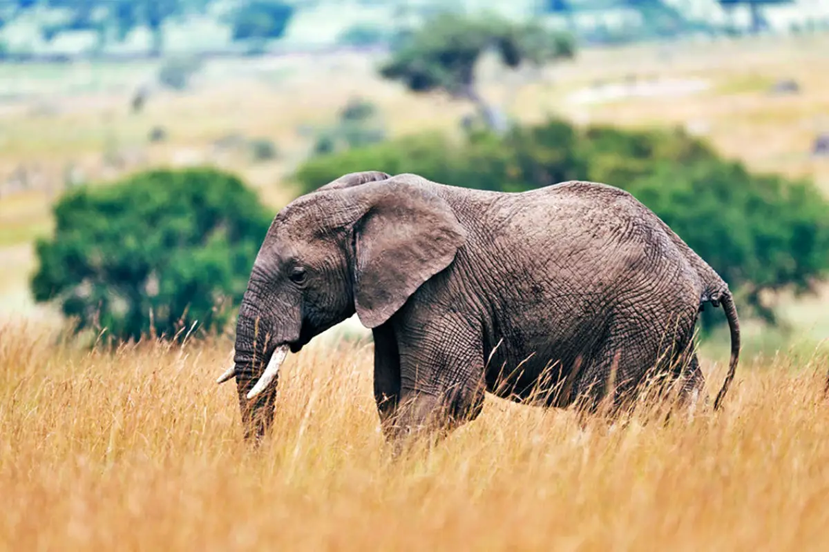 7-Day Tanzania Classic Safari