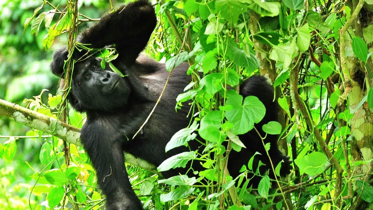 Kenya & Uganda Wildlife & Cultural Safari