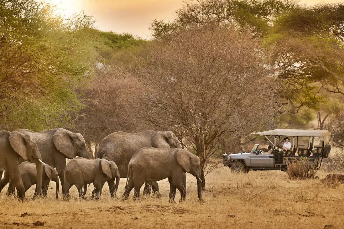 Discover Tanzania: An Exclusive Safari Through Iconic National Parks