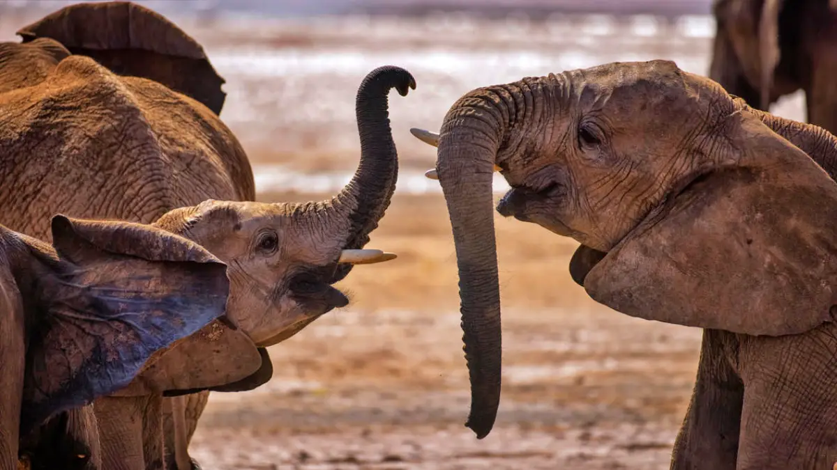 Samburu & Sweetwaters Safari Adventure