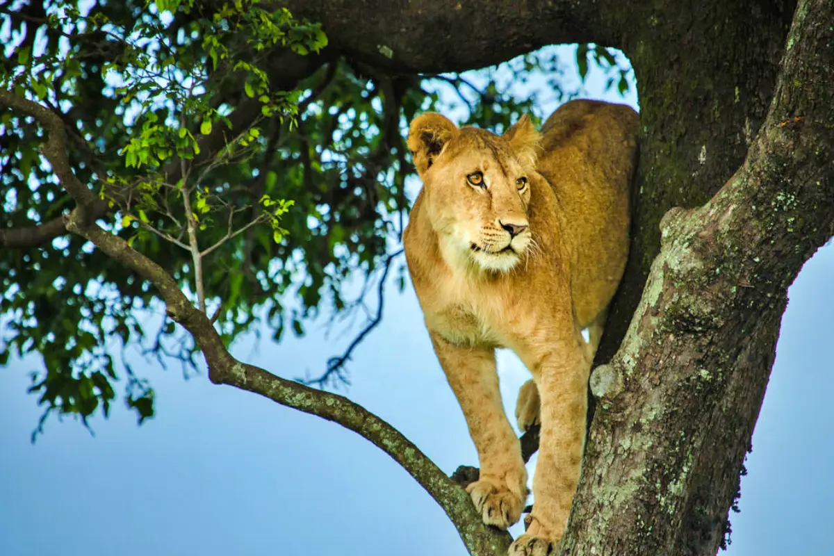 4-Day Kenya Safari Adventure: Masai Mara & Lake Nakuru Experience