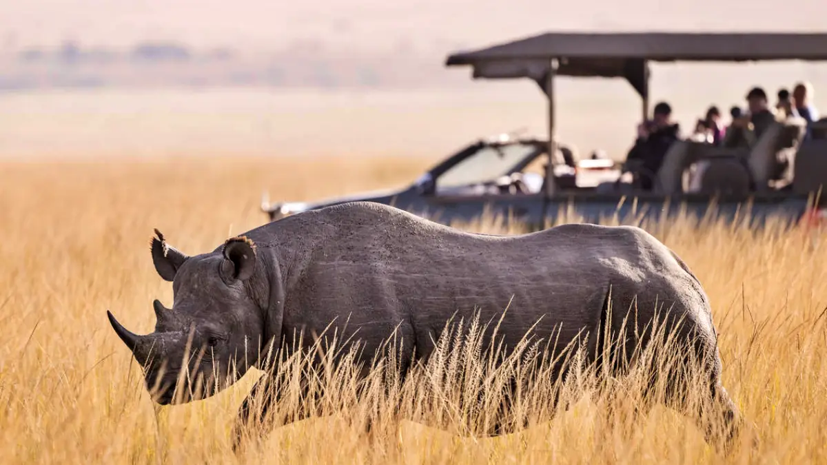 Masai Mara Wildebeest Migration Special Adevnture