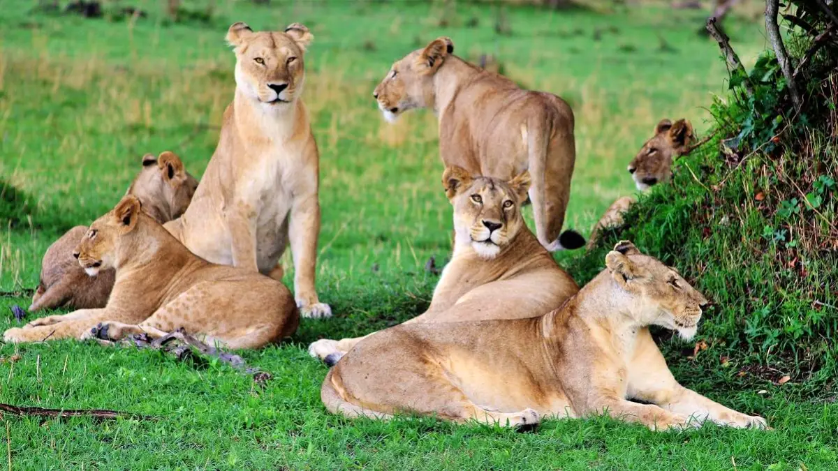 Serengeti & Northern Tanzania Safari