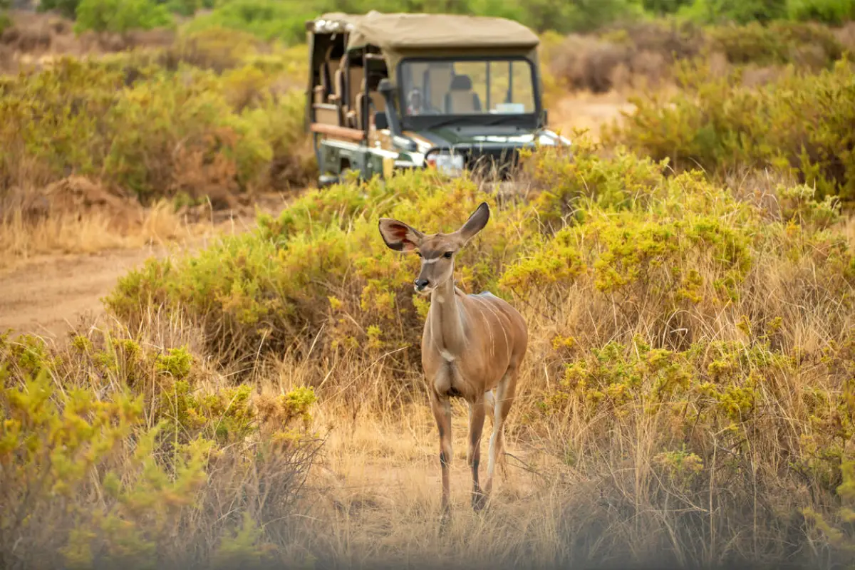 5-Day Samburu & Sweetwaters Safari Adventure