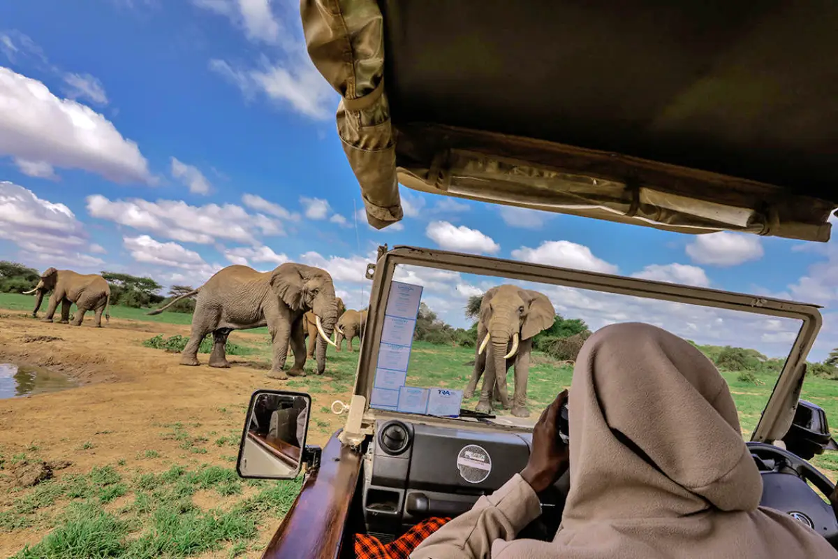 6-Day Best of Masai Mara, Lake Naivasha And Amboseli Safari Adventure