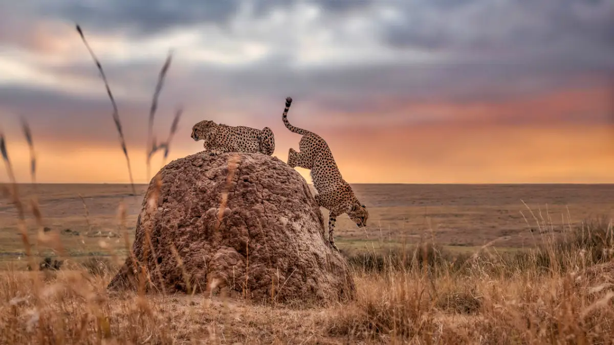 Kenya Safari Adventure: Masai Mara & Lake Nakuru Experience