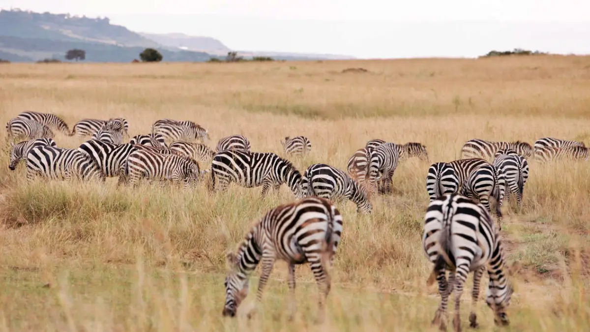 Exclusive Maasai Mara And Serengeti Luxury Flying Safari