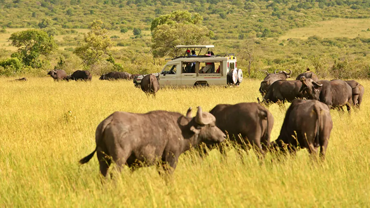 Maasai Mara & Uganda Gorilla Safari
