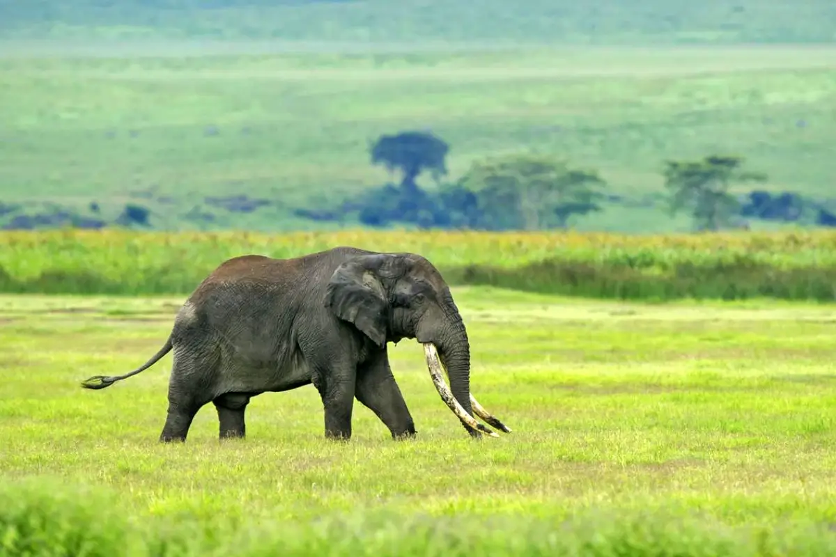 5-Day Unforgettable Tanzania Wildlife Safari