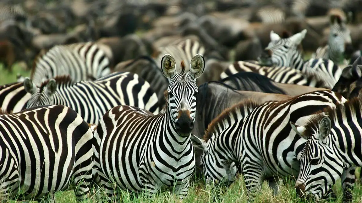 Kenya & Tanzania Wildlife Safari