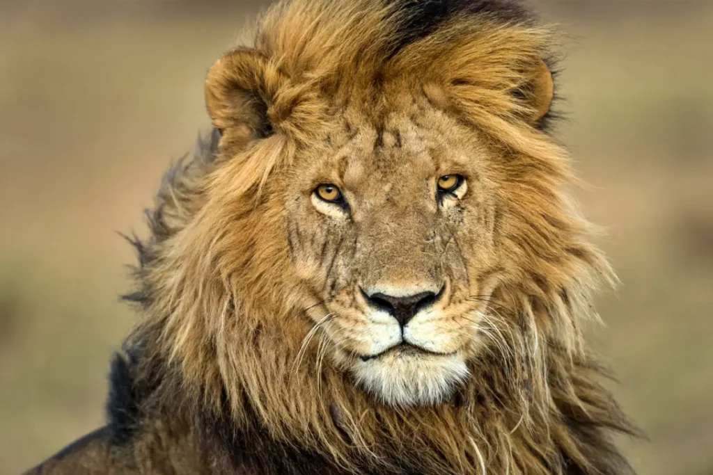 10-Day East Africa Explorer: Kenya and Uganda Adventure Safari
