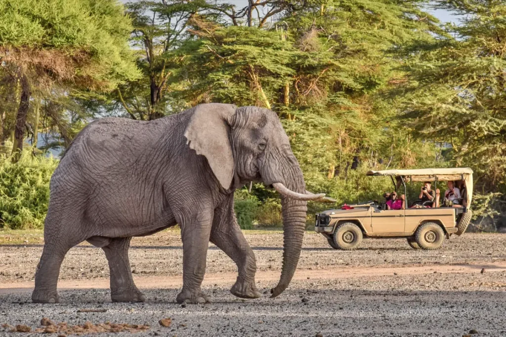 12-Day Maasai Mara Safari & Kilimanjaro Hiking Adventure