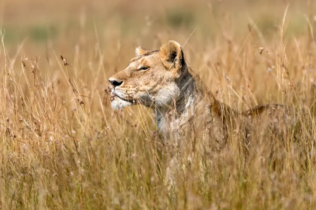 5-Day Exclusive Maasai Mara And Serengeti Luxury Flying Safari