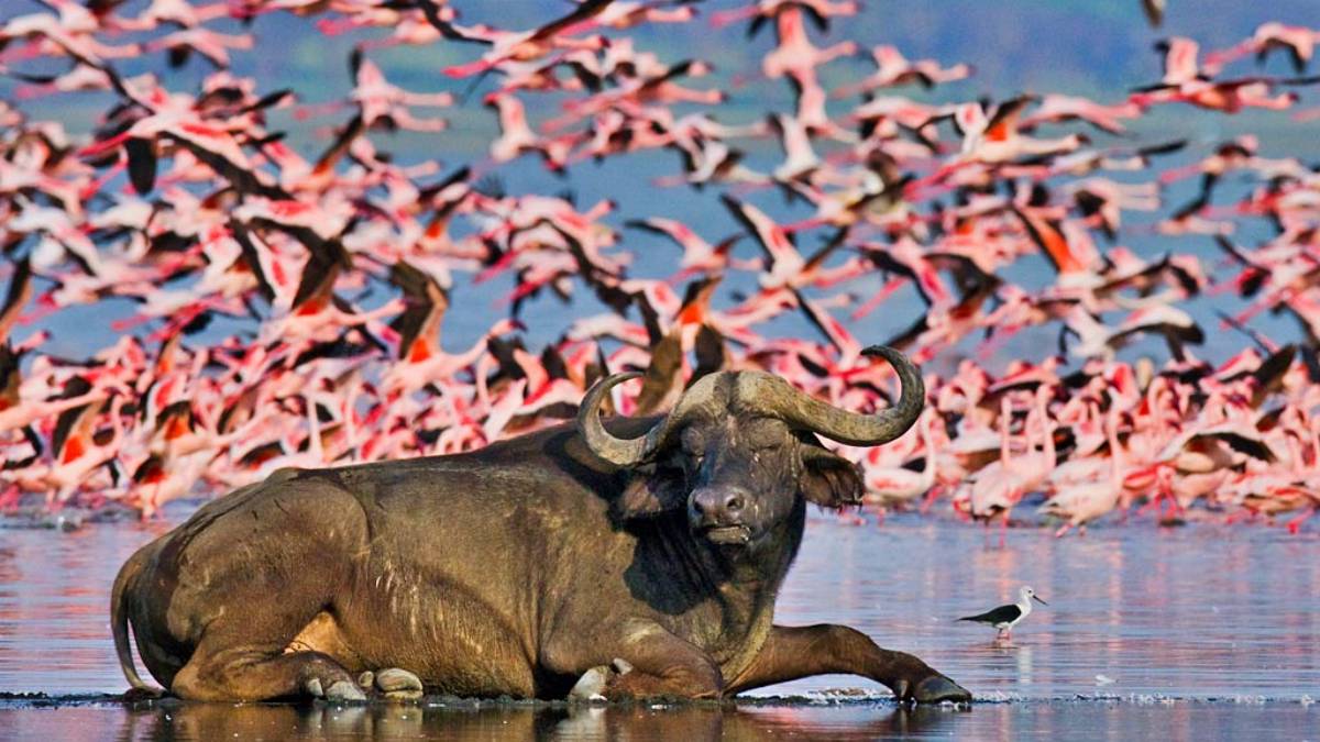 7-Day Maasai Mara, Lake Nakuru, Lake Naivasha and Amboseli Safari