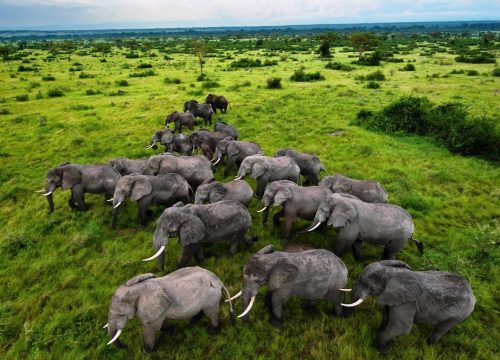 How much does African Safari cost in 2025?