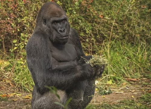 Uganda Gorilla Trekking Tours