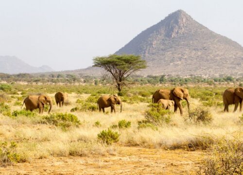 6-Day Masai Mara, Lake Nakuru & Amboseli Safari Expedition.