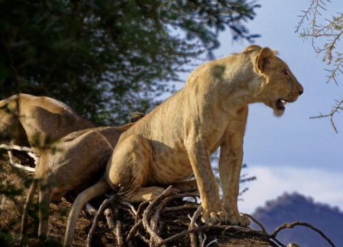 5-Day Samburu & Ol Pejeta Safari ,Big Game & Rare Species