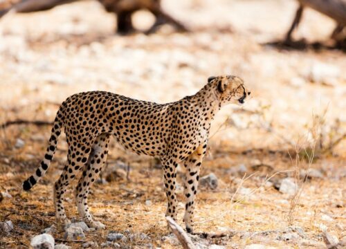 4 Day Unforgettable days in the wild-Group Joining safari