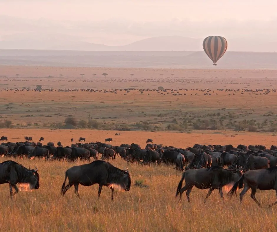 3-Day Luxury Fly-in Wildebeest Migration Safari